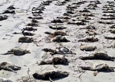Mais de 700 pinguins são encontrados mortos no litoral de São Paulo