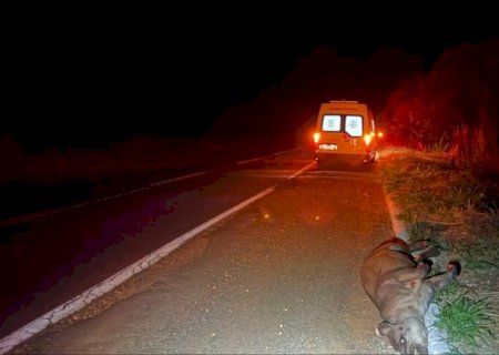 Ambulância de prefeitura se envolve em acidente com anta na MS-134