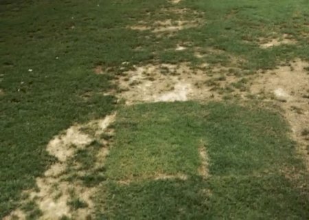 Buracos e abelhas: fotos mostram condição precária do CT do São Paulo em Cotia que irritou Crespo