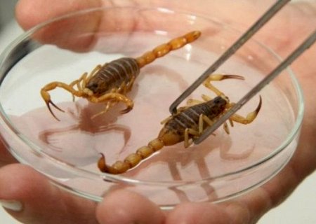 Escorpiões dentro de casa: como evitar acidentes e o que fazer em caso de picada