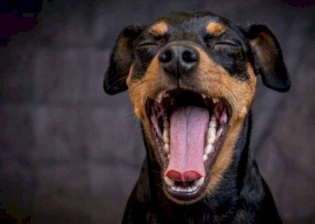 Voc&ecirc; sabia que tosse em cachorro pode esconder doen&ccedil;a s&eacute;ria?