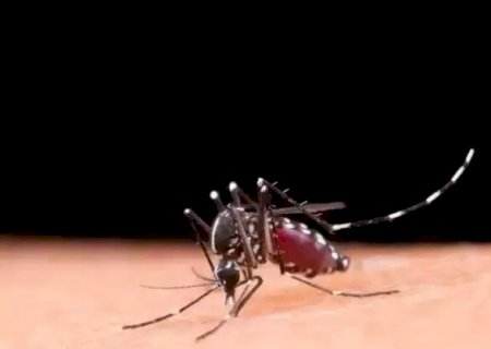MS segue sem mortes por dengue em 2026, mas investiga 2 &oacute;bitos