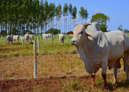 Cota da China trava produção e leva frigoríficos de MS a férias coletivas