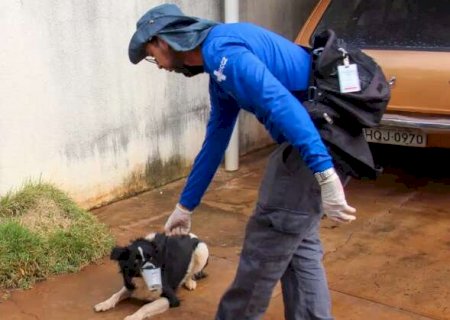 Vacina&ccedil;&atilde;o antirr&aacute;bica continua domingo e ter&aacute; repescagem no feriado