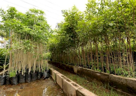 Imam recebe projetos de recuperação ambiental com plantio de árvores em Dourados