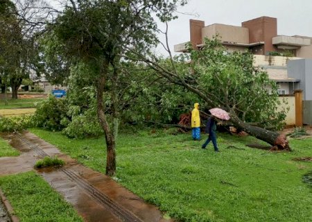 Prefeitura remove 15 árvores após chuva superar metade da média mensal em Dourados
