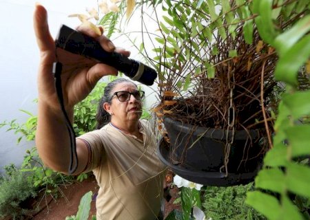 Mato Grosso do Sul confirma 10.817 casos de chikungunya em 2026